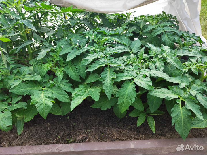 Рассада огурцов и помидоров