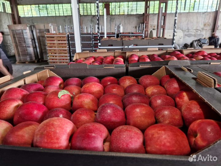 Яблоки оптом