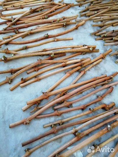 Черенки (чубуки) винограда