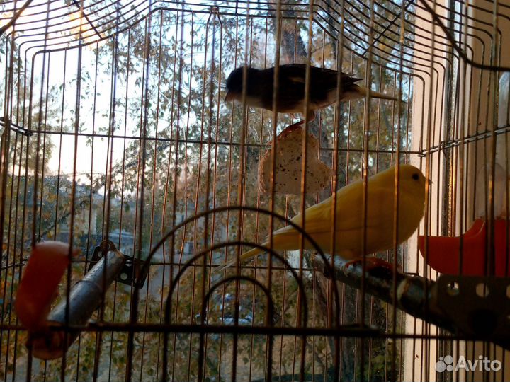 Кинара и канарейки