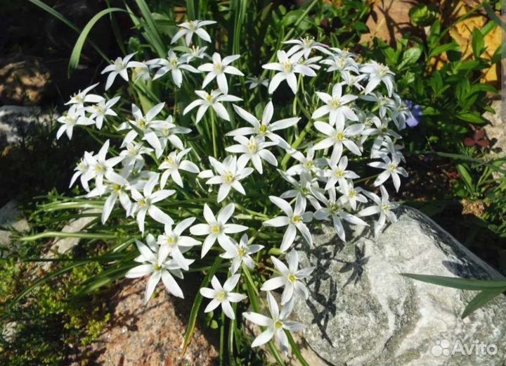 Птицемлечник многолетний