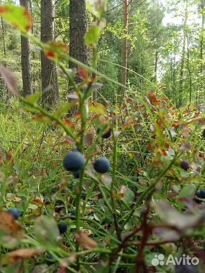 Черника свежая