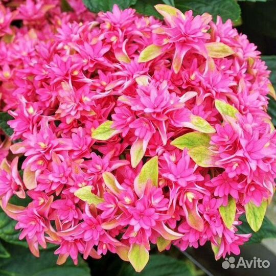 Гортензия принцесса диана