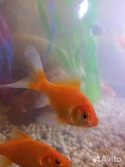 Аквариумные рыбки комета, продаю