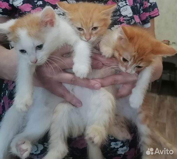 Котята в добрые руки