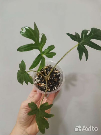 Алоказия Brancifolia