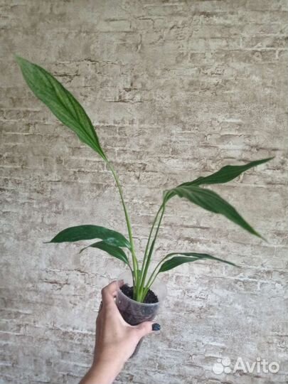 Спатифиллум Сильвер Купидо