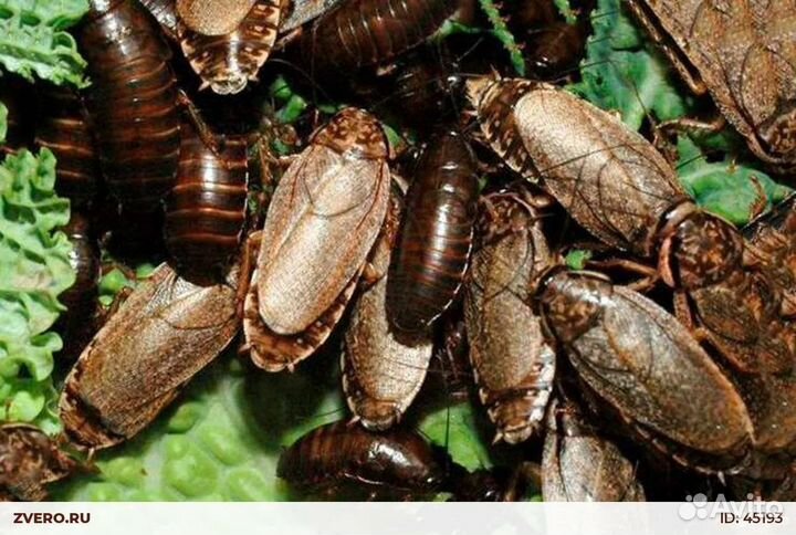 Мраморный таракан