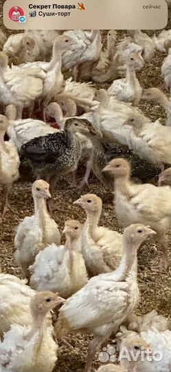 Домашняя индейка