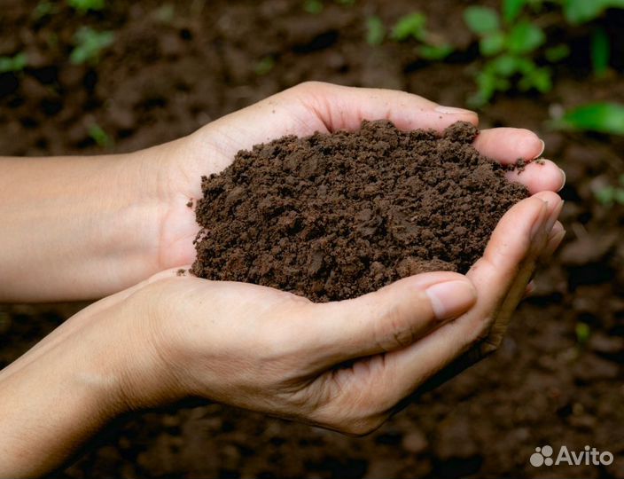 Перегной навоз