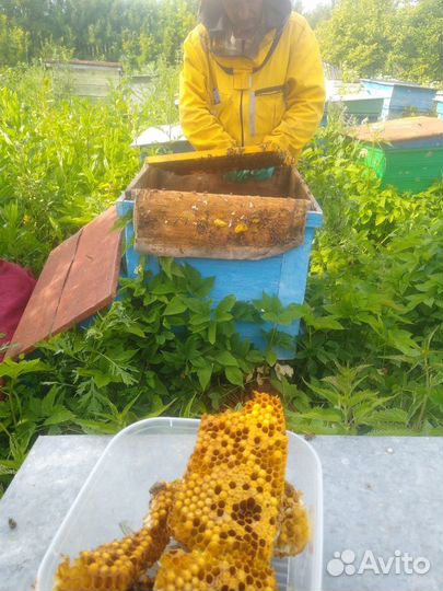 Маточное молочко в маточниках, шприцах Сбор начали