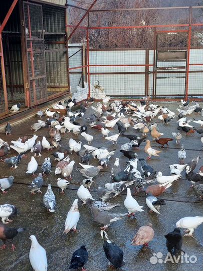 Свадебные голуби, голубь