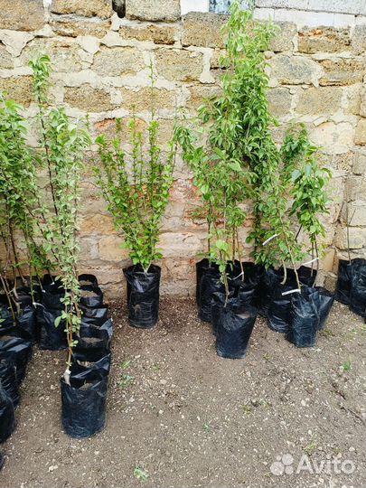 Саженцы плодовых деревьев в контейнере