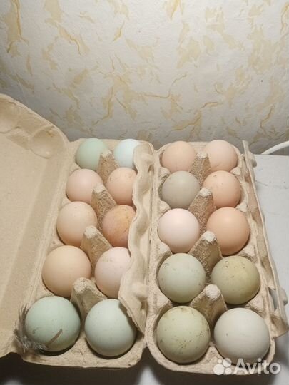 Цыплята из цветного яйца