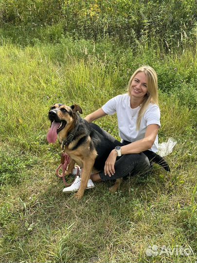 Потрясающий пёс из приюта ищет дом