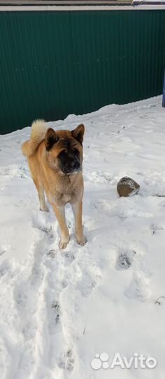 Вязка собак