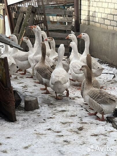 Гуси и Индоутки живьем