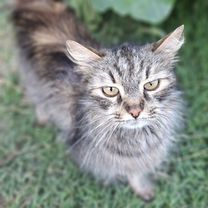 Найдена кошка, Сочи