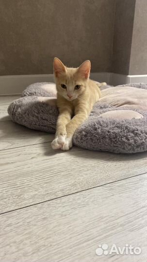 Котята в добрые руки бесплатно