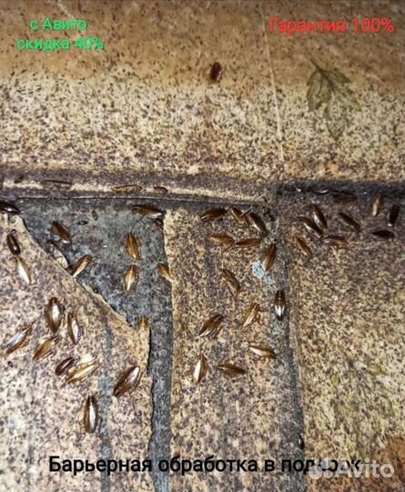 Уничтожение Комаров тараканов клопов блох клещей