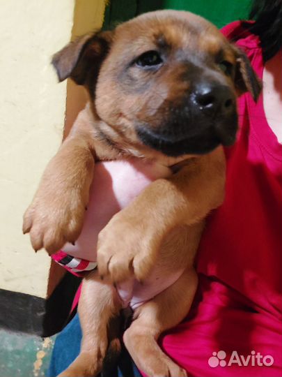 Щеночки в добрые руки