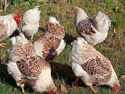 Куры несушки элитных пород–свежие яйца круглый год, Сергиев Посад