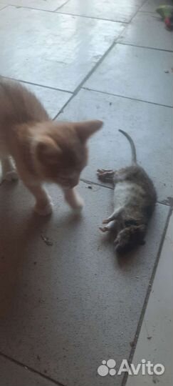 Коты-крысоловы