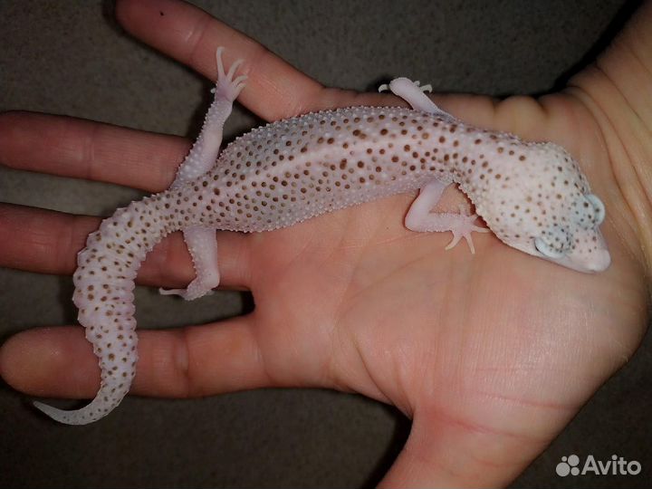 Взрослые Эублефары