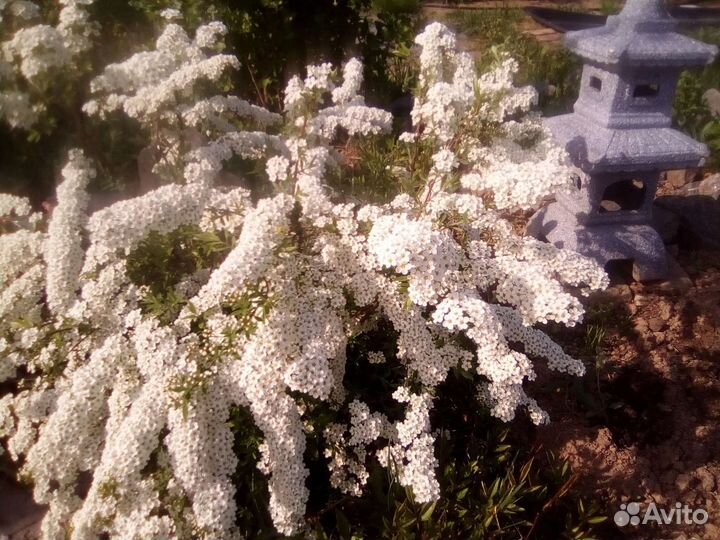 Декоративные, цветочные, ягодники