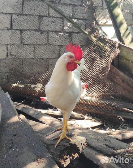 Молодые петушки