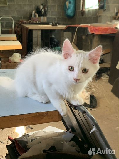 Котики 3,5 месяца