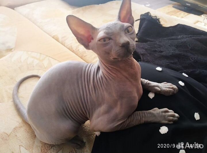 Донской сфинкс