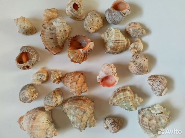 Морские ракушки камушки для аквариума декора