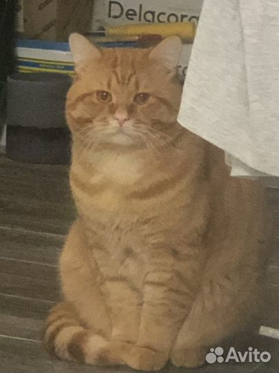 Кот на вязку