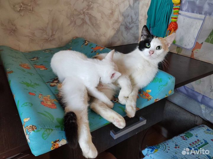 Кошка в дар