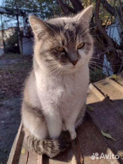 Кошка