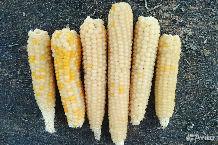 Кукуруза Маленькая жемчужина (семена)