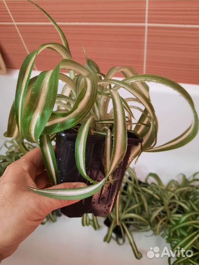 Хлорофитум кудрявый