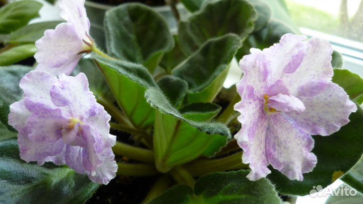 Фиалки - детки