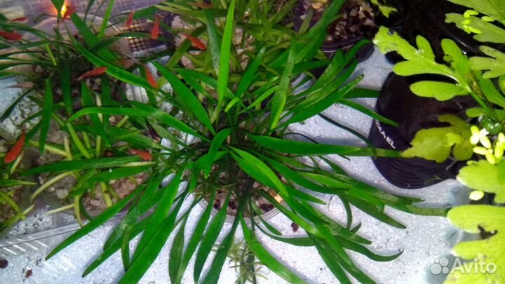 Аквариумные растения