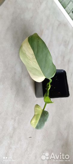 Филодендрон Виолин варигетный