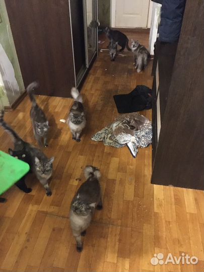 Коты в добрые руки