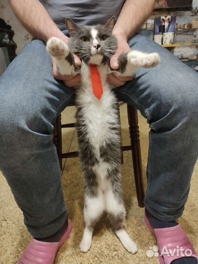 Галстук для Кота