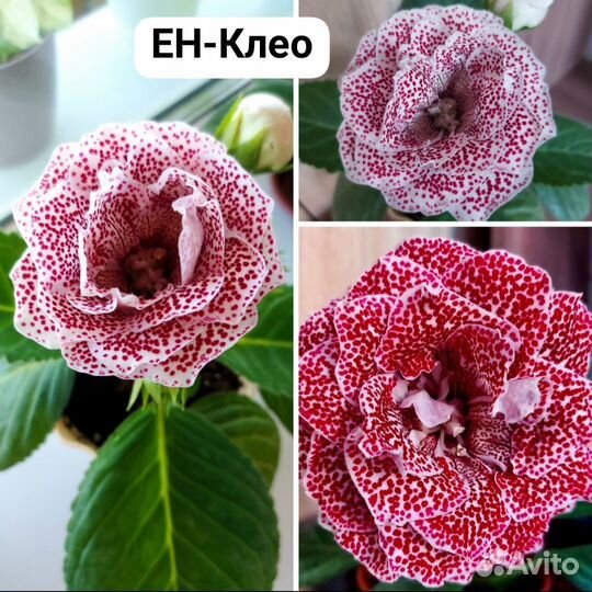 Листья глоксиний