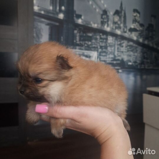Шпиц малый немецкий