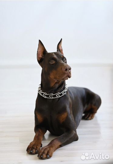 Собаки щенки Добермана