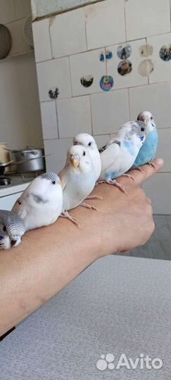 Попугай карелла ручной