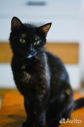 Изящная кошечка в добрые руки