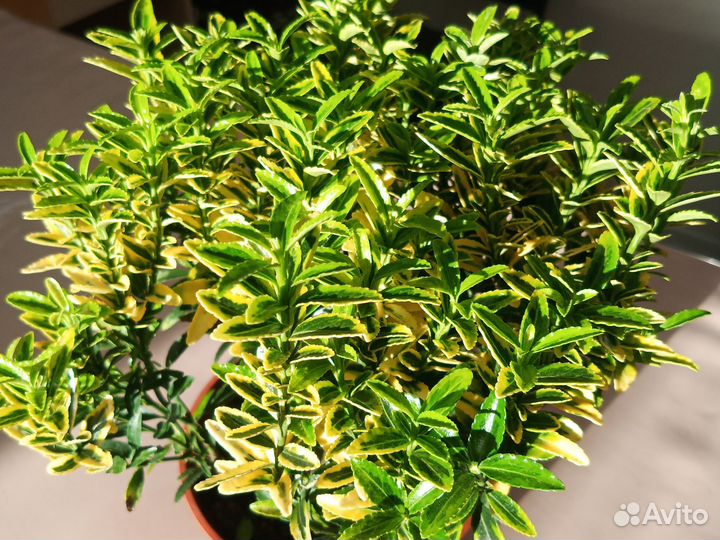 Бересклет японский