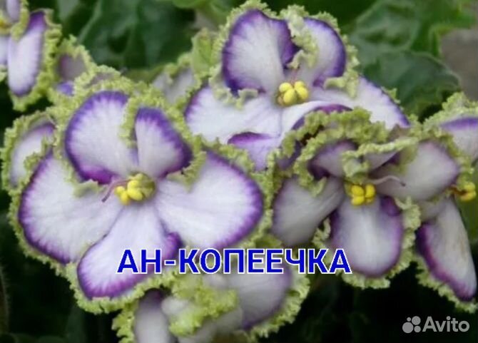 Фиалка новинки